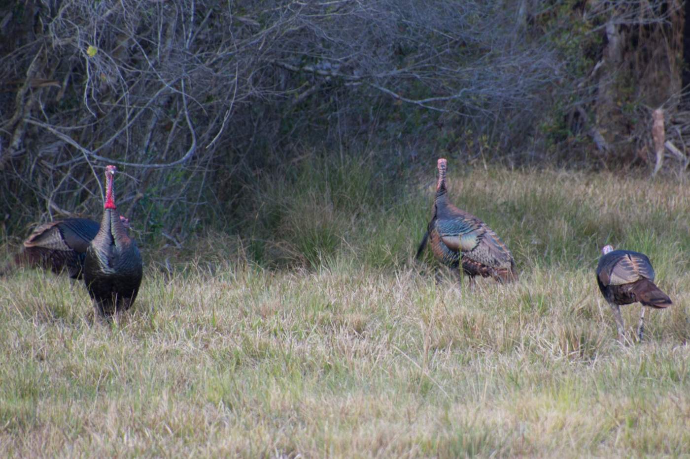 Three wild turkeys stand and forage in a grassy field with trees and underbrush in the background.