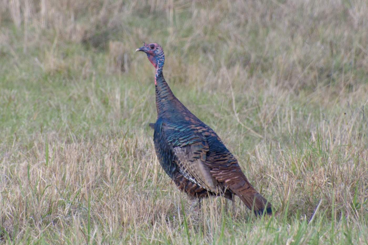 A wild turkey stands in a grassy field, turning its head slightly to the side.