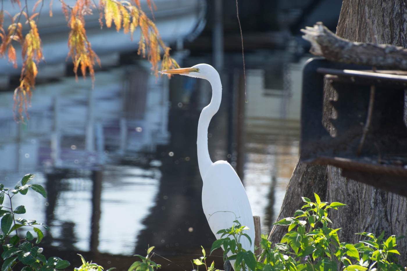 A white heron stands by the water's edge, surrounded by foliage and partially submerged tree roots, with reflections of boats visible on the water's surface in the background.