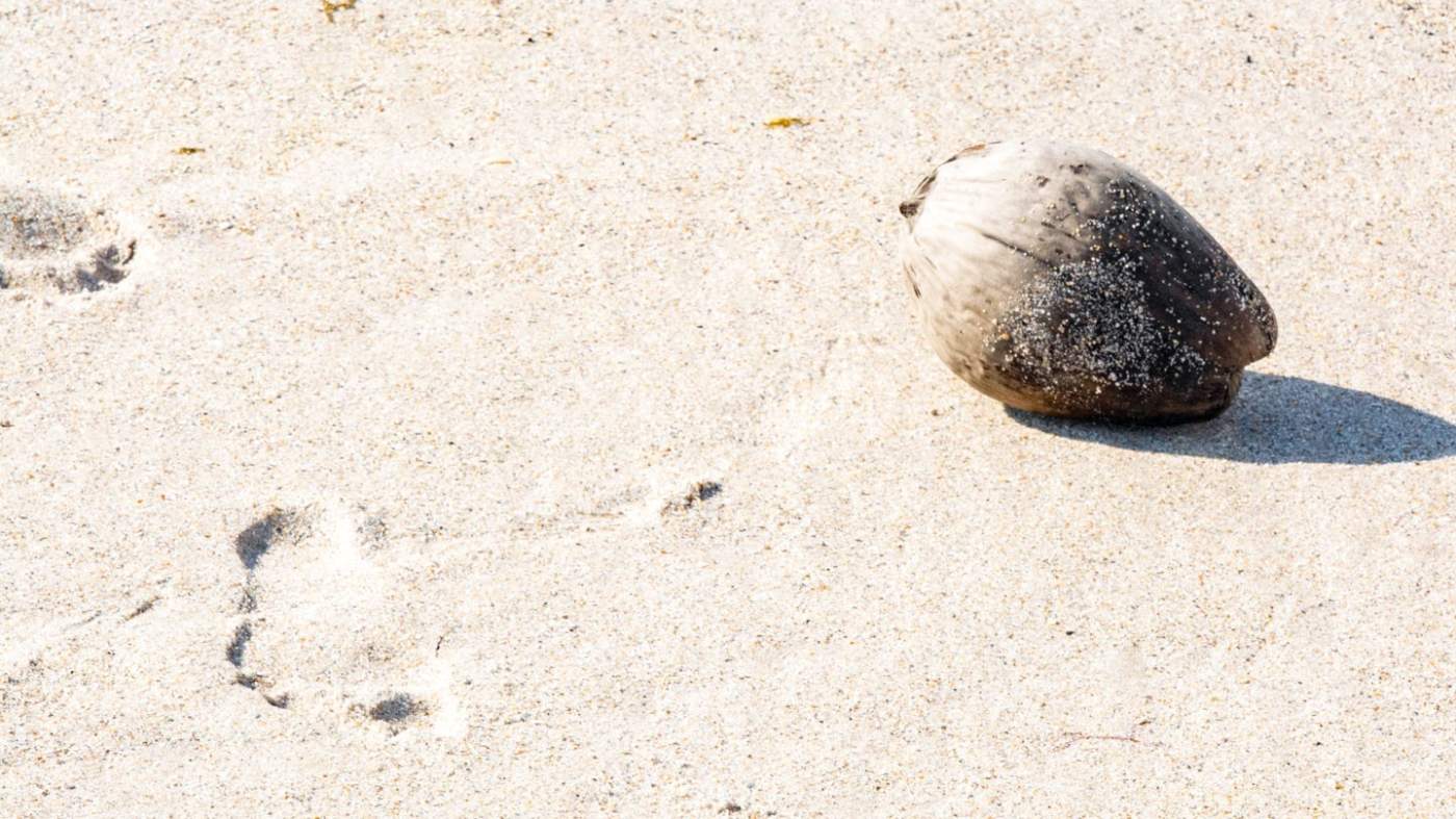 A coconut shell on a sandy beach with visible footprints