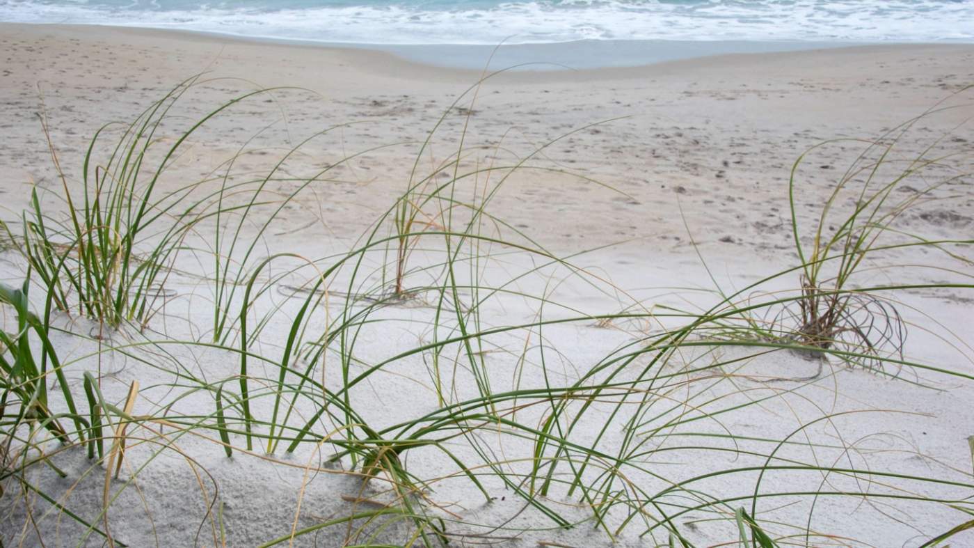 A close-up view of green beach grass in the foreground with sand and ocean waves visible in the background. The overcast sky suggests a gloomy or calm day at the beach. The image captures the tranquility of a deserted beach scene, highlighting the natural beauty and texture contrasts between vegetation, sand, and water.