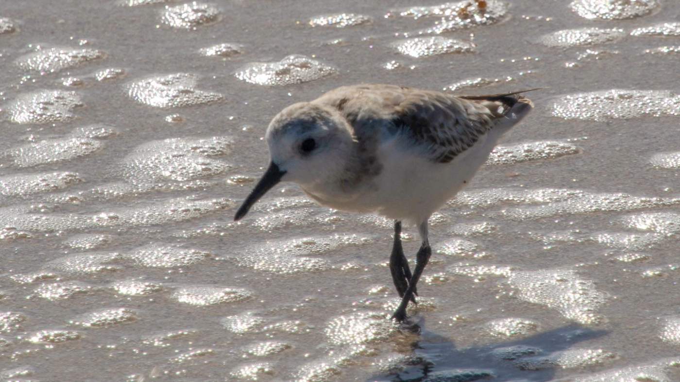 A small, pale-colored bird with dark legs and a pointed beak walks on wet sand. The sand has numerous small indentations filled with water, reflecting sunlight. The bird appears to be searching for food along the shoreline.0602