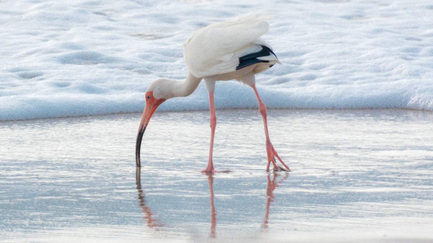 A white ibis with a long, downward-curved, orange bill and long pink legs is foraging in the shallow water of a beach. The bird’s reflection is visible on the wet sand, and gentle waves are seen in the background.