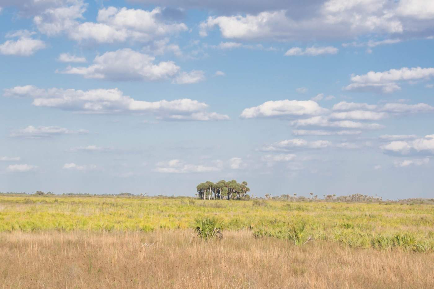 Kissimmee-Prairie-Preserve-1