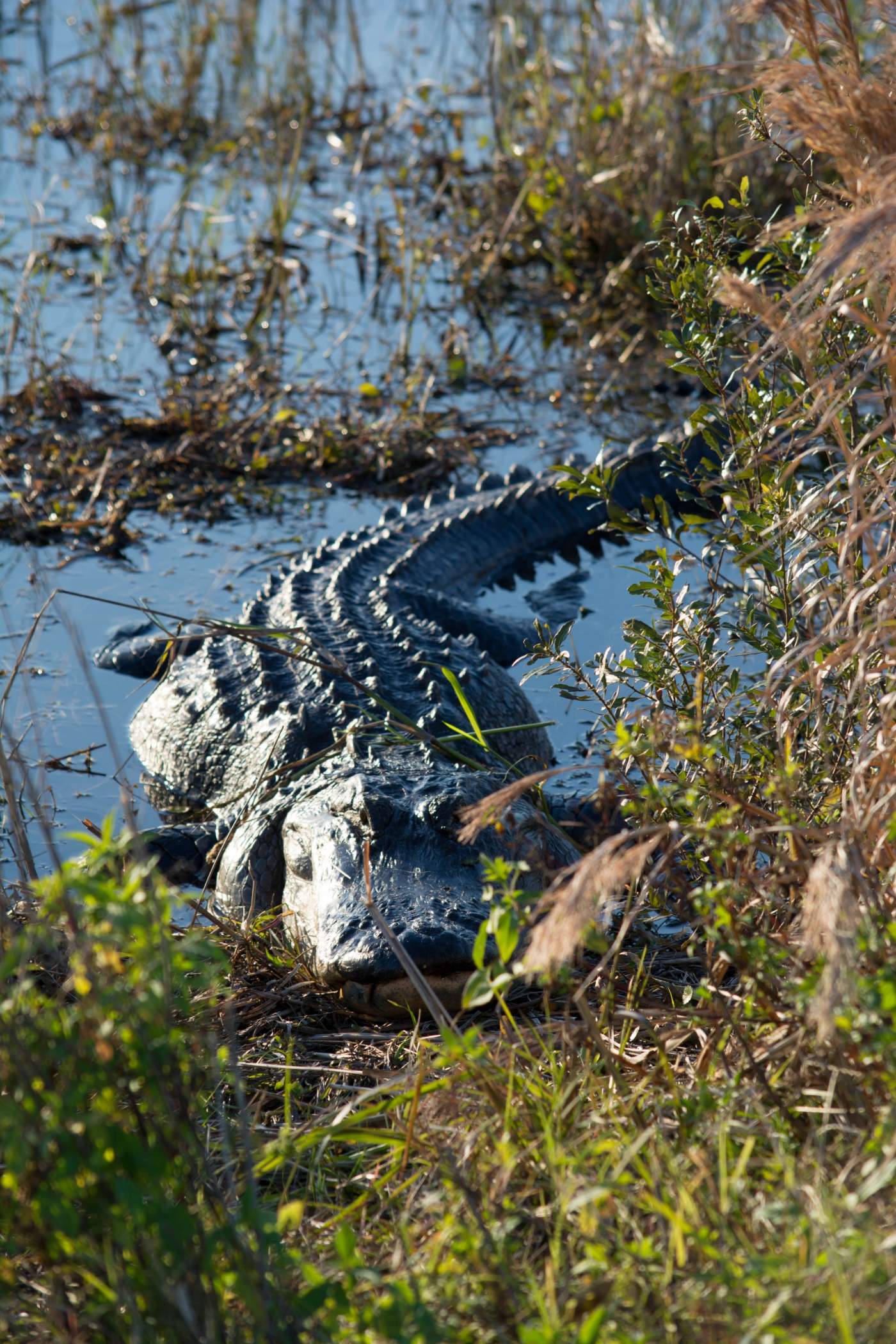 Kissimmee-Prairie-Preserve-10