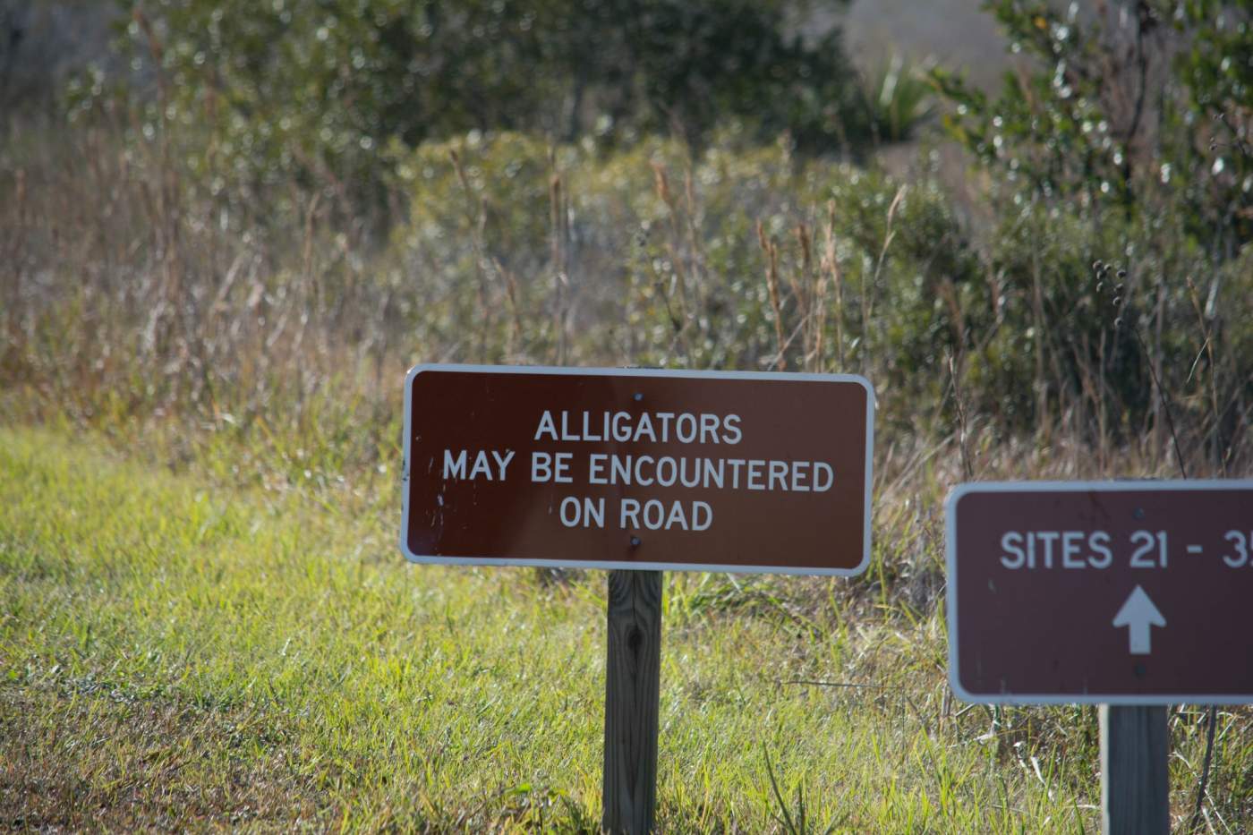 Kissimmee-Prairie-Preserve-4