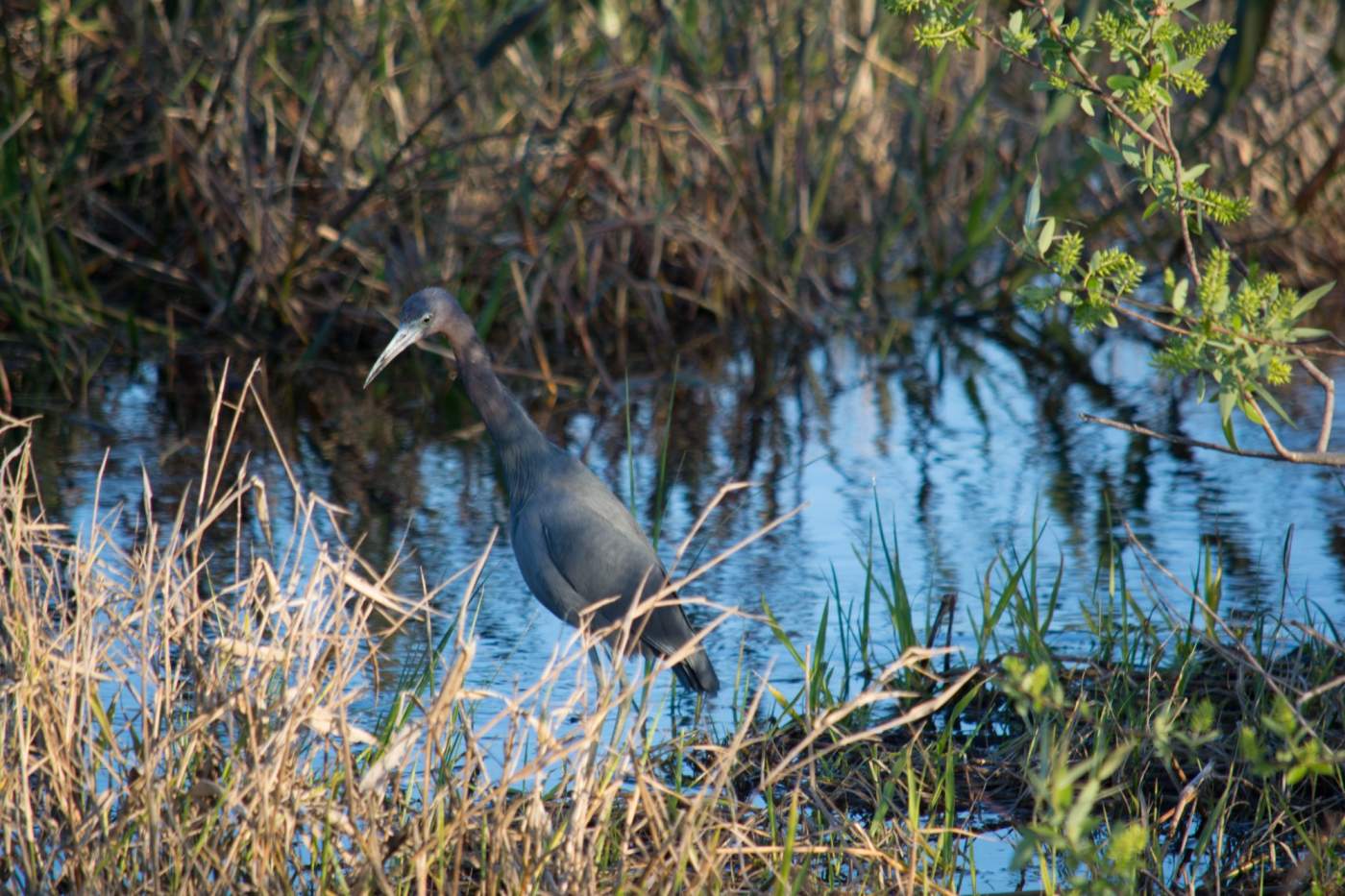 Kissimmee-Prairie-Preserve-7