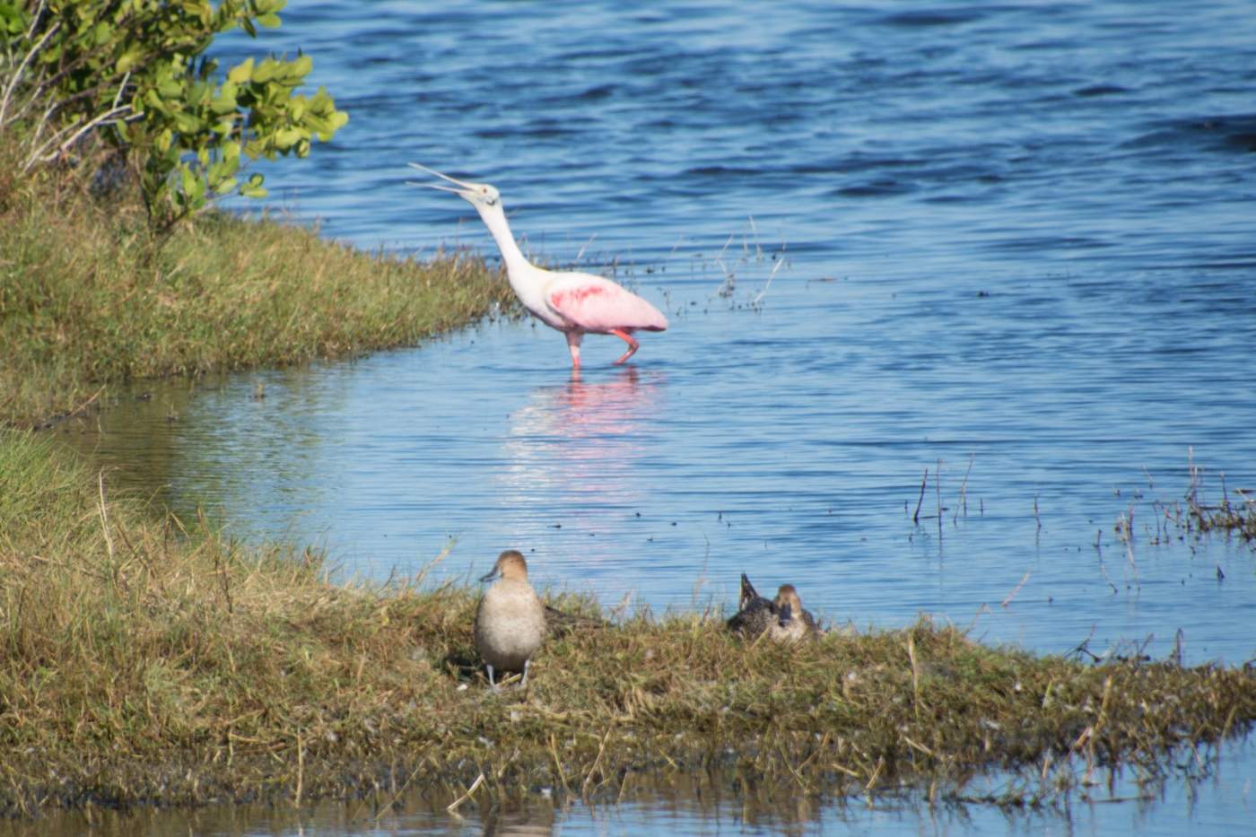 Merritt-Island-10