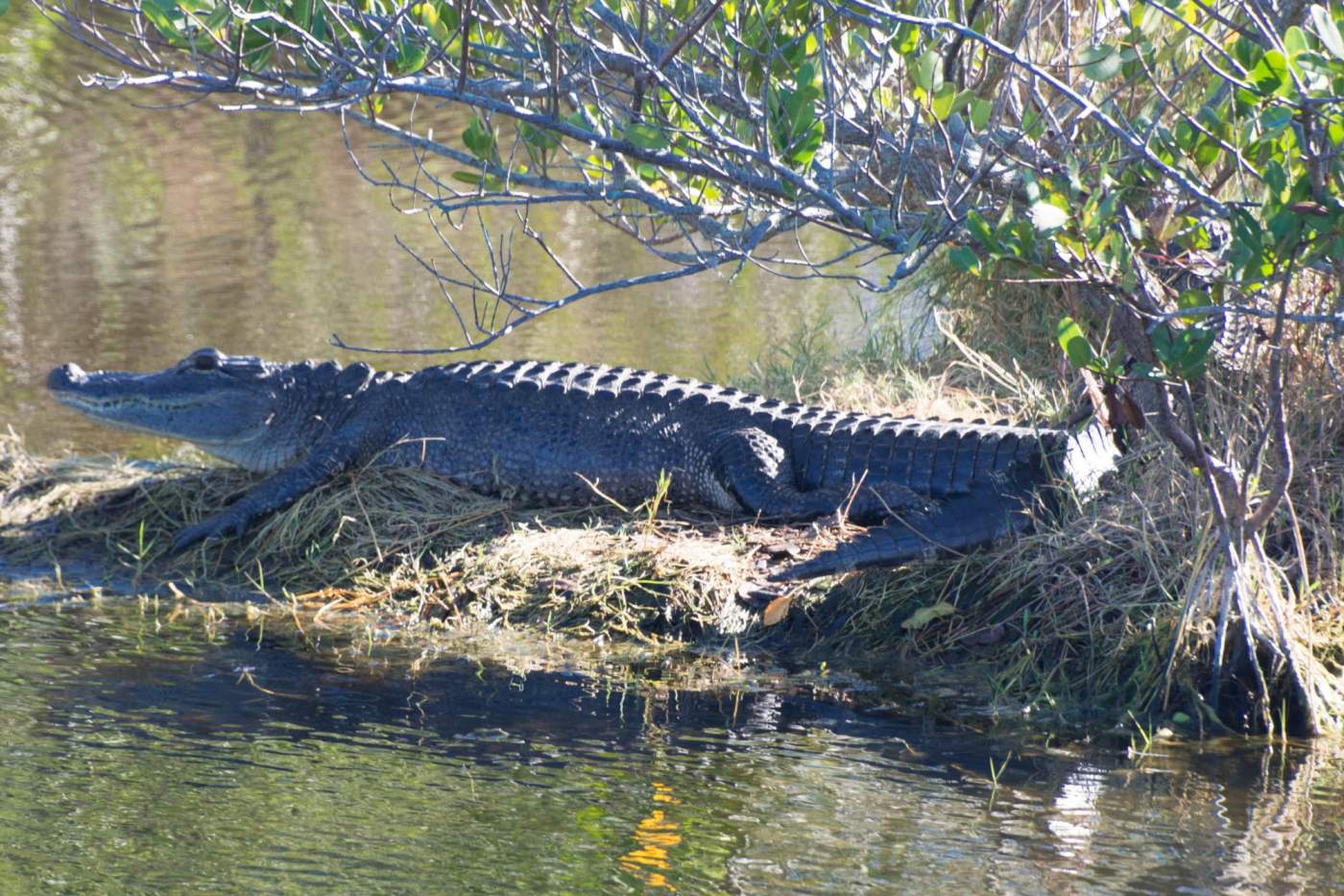 Merritt-Island-11