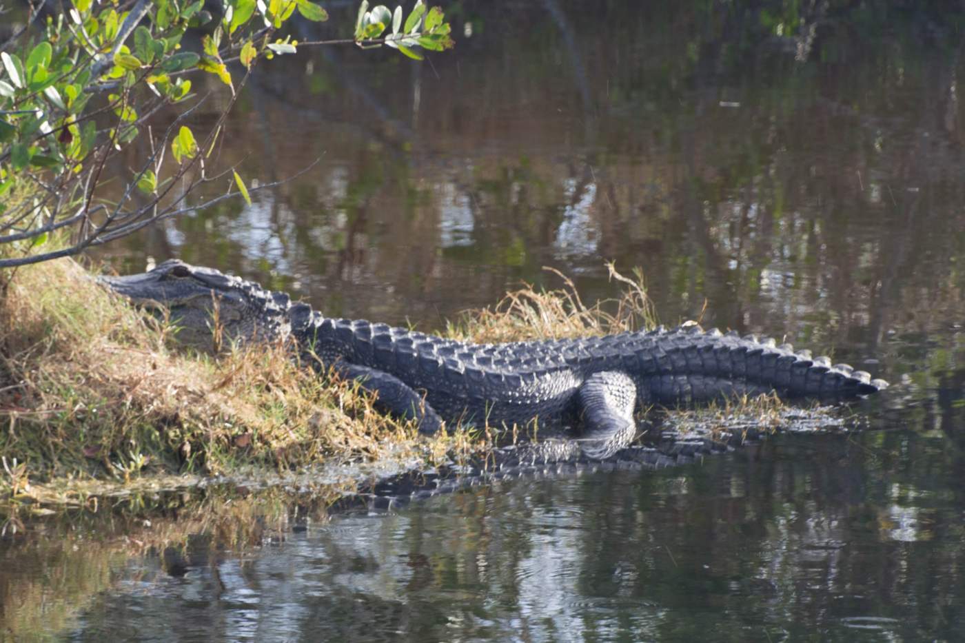 Merritt-Island-5