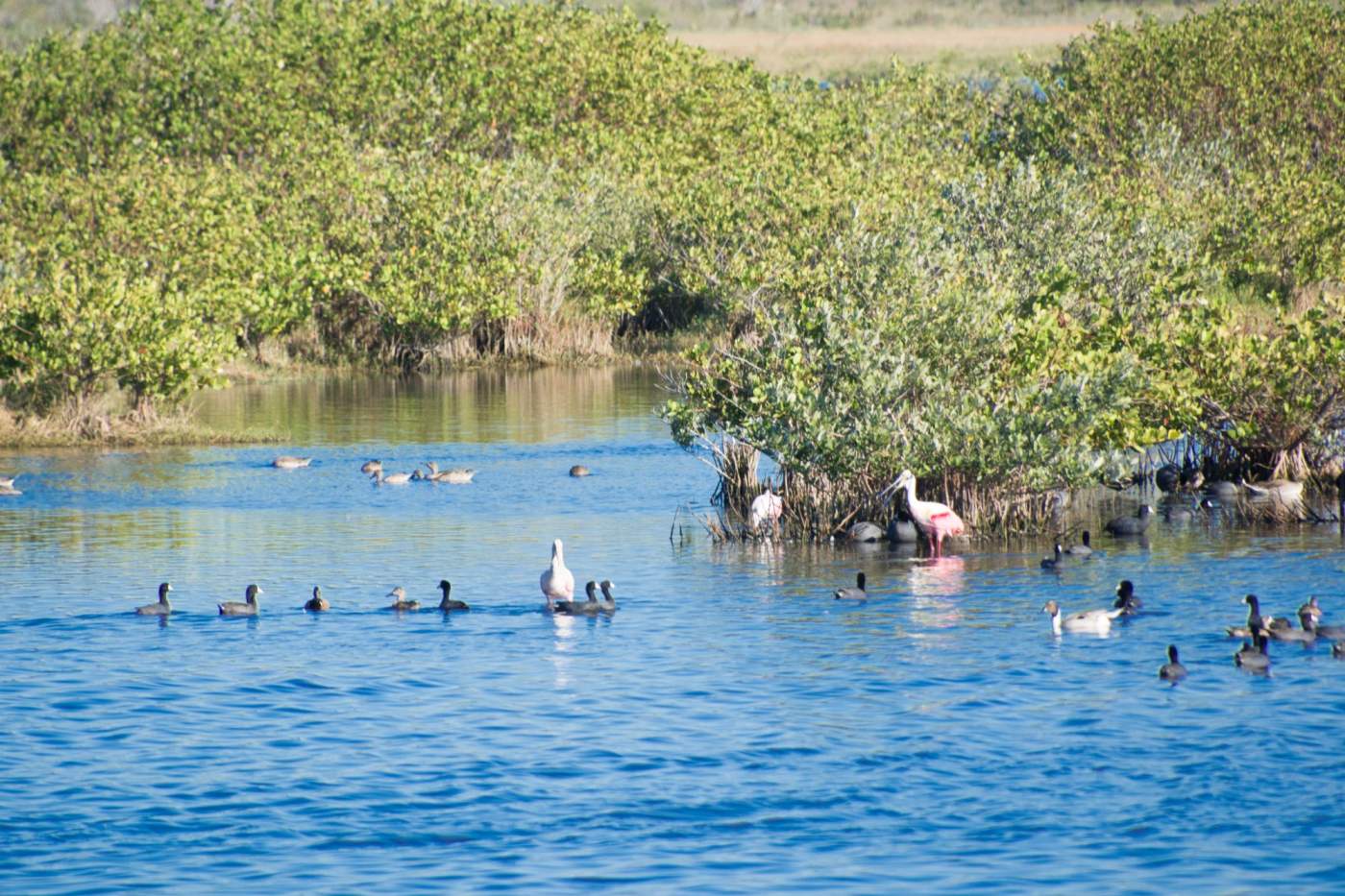 Merritt-Island-9