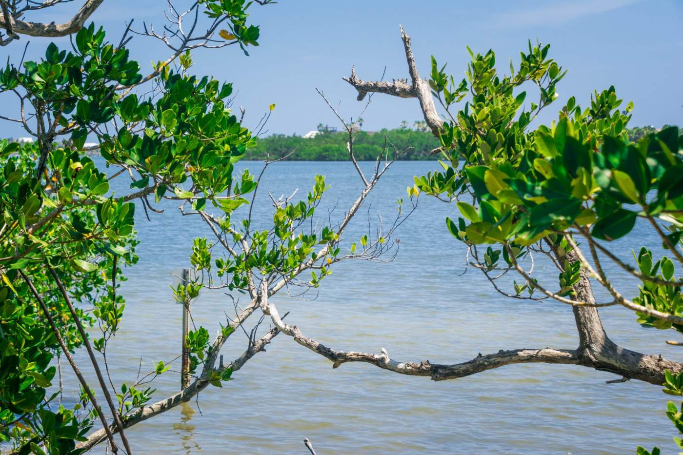 View through green foliage reveals a tranquil, shallow water body under a clear blue sky with more greenery visible in the background.