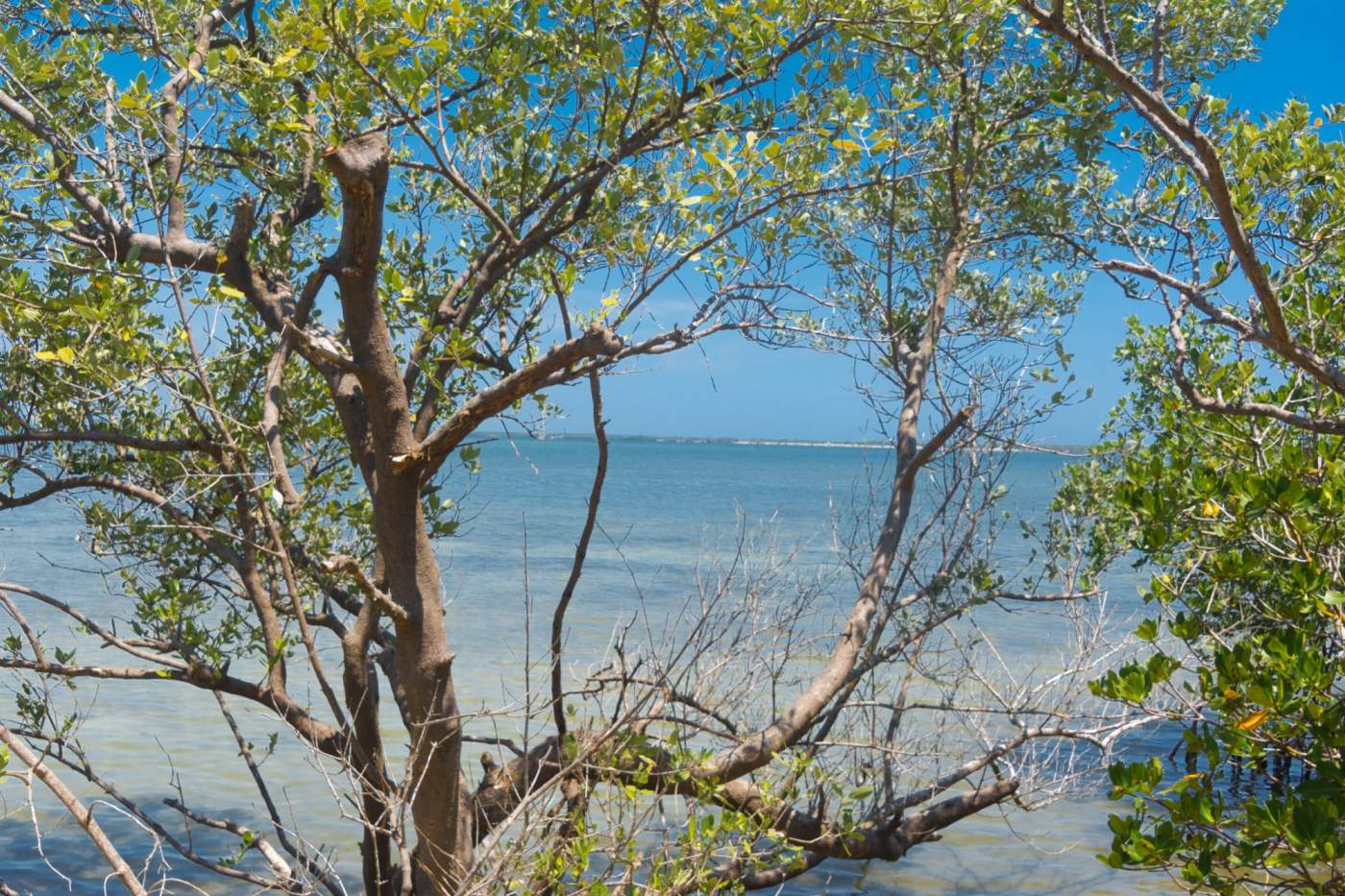 A view of a seashore seen through the branches of a tree with green leaves, under a clear blue sky.