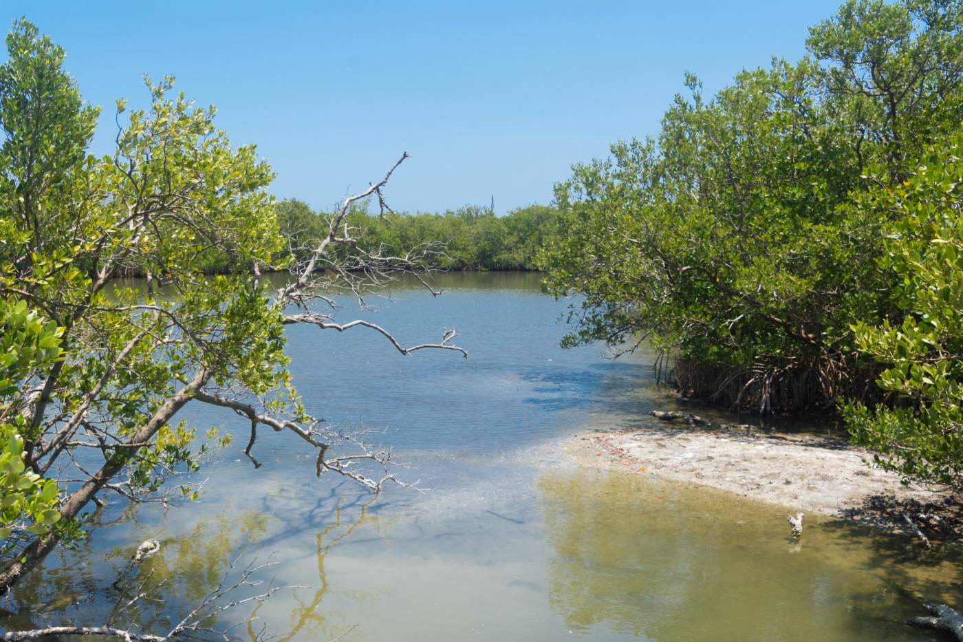 A calm river flows through lush greenery with trees on both sides under a clear blue sky.