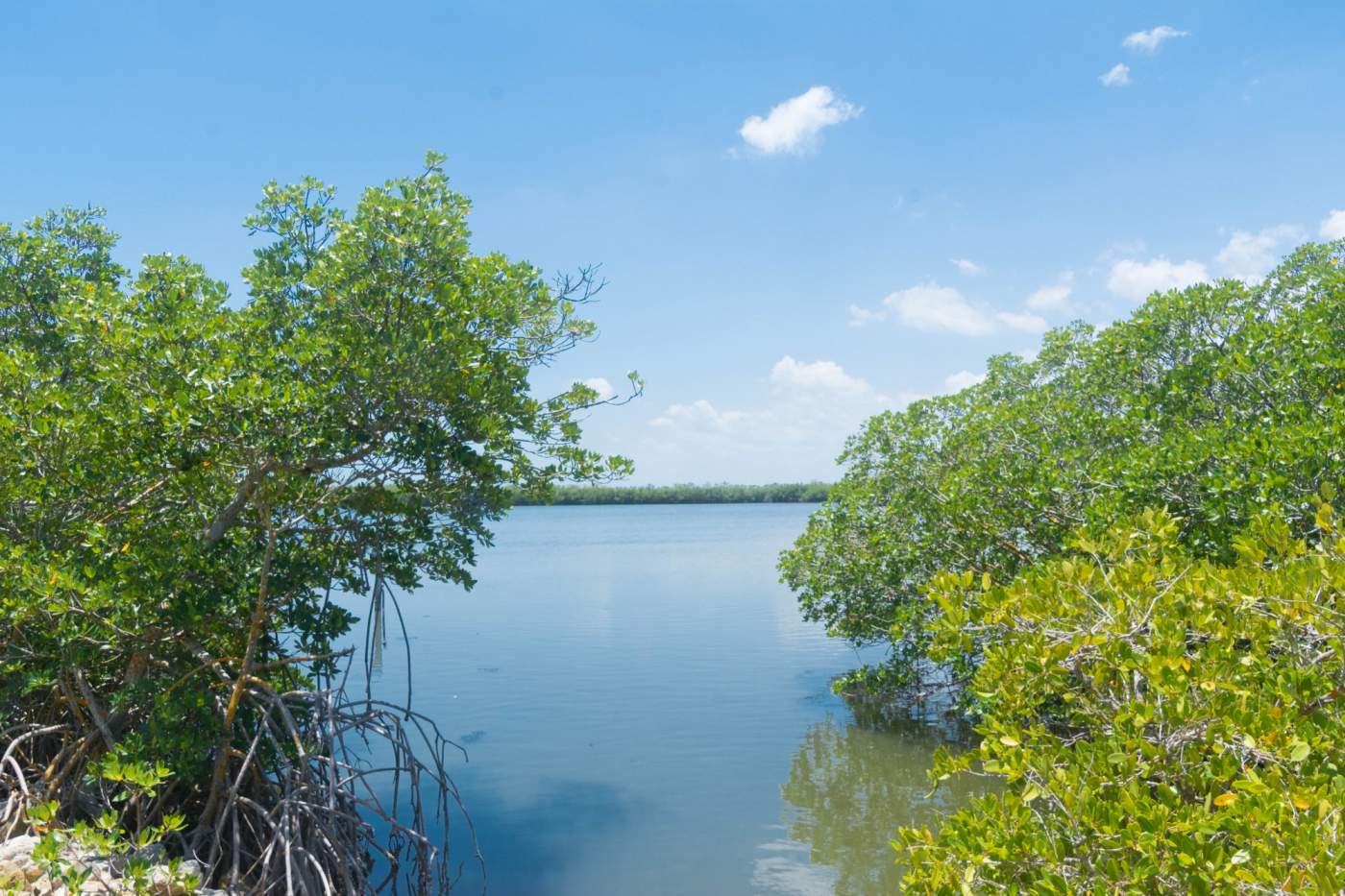 A calm blue lake surrounded by dense green trees under a bright blue sky with scattered clouds.