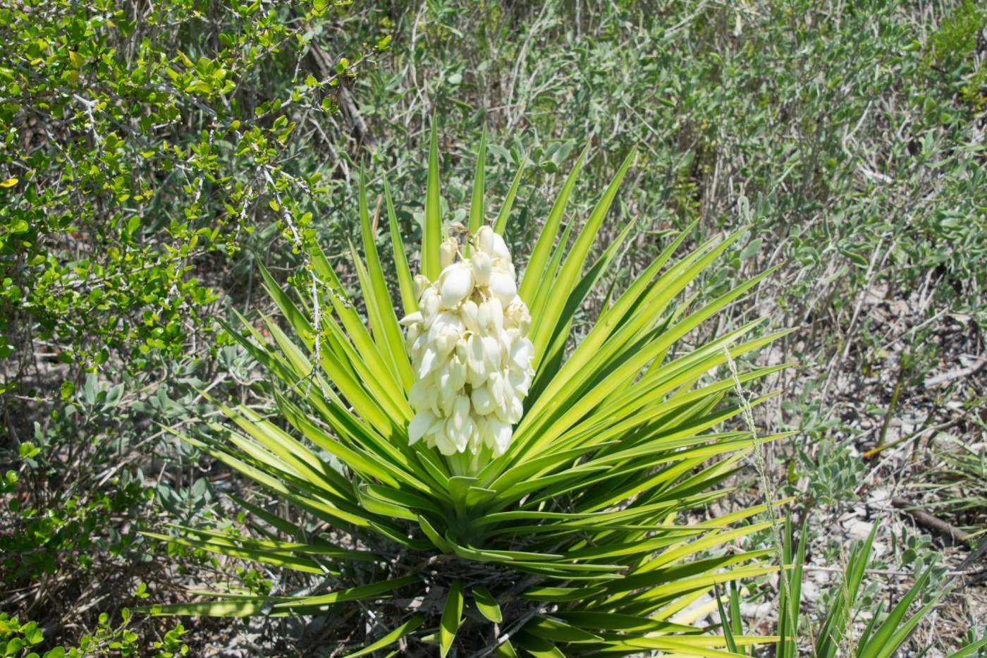 A green yucca plant with pointy leaves and white flowers in the center, surrounded by various other green vegetation.