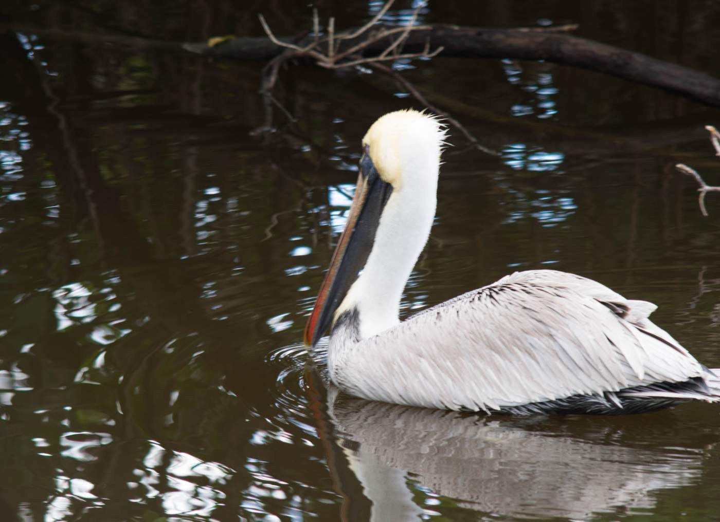 A pelican with a pale yellow crest floats on the water, surrounded by tree reflections.