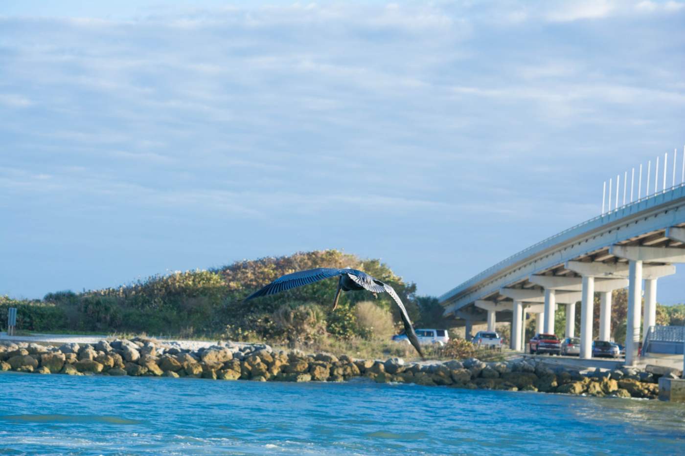 A bird flies over a body of water near a stretch of rocks, with a bridge and several vehicles visible in the background.