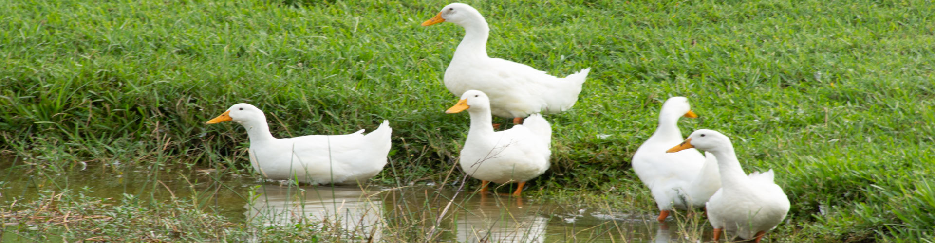 Five white ducks with orange beaks standing near a pond, surrounded by lush green grass. Some ducks are in the water, while others are on the grass.
